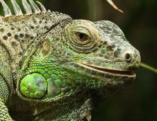 leguan