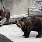 medveď ZOO