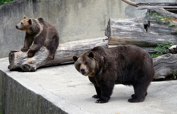 medveď ZOO
